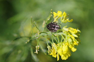 Close-up of butterfly pollinating on flower