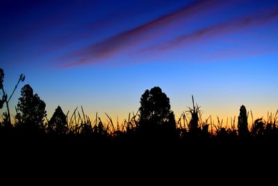 Silhouette trees against sky during sunset