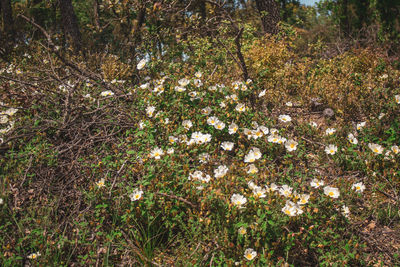 High angle view of flowering plants by trees in forest