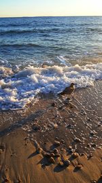 High angle view of seagulls on beach