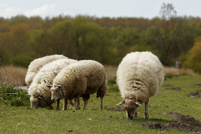 Sheep grazing in a field
