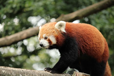 Close-up of a panda looking away