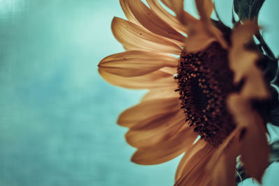 Close-up of sunflower