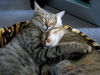 High angle view of cat sleeping