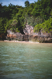 Scenic view of river flowing in forest