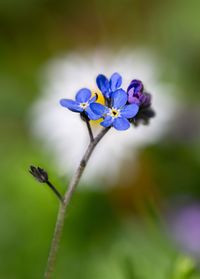 Close-up of purple flowering plant