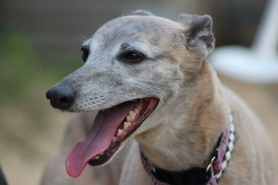 Close-up of dog looking away