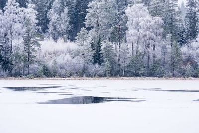 Pine trees by frozen lake in forest