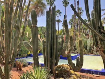 Panoramic view of palm trees against sky