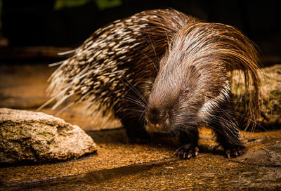 Close-up of an animal