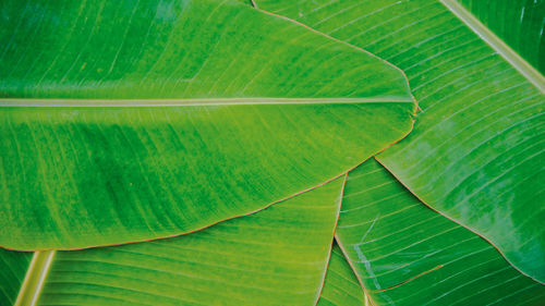 Full frame shot of green leaf