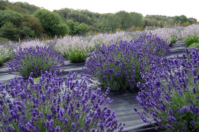 Purple flowering plants on field