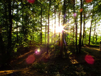 Sunlight streaming through trees in forest