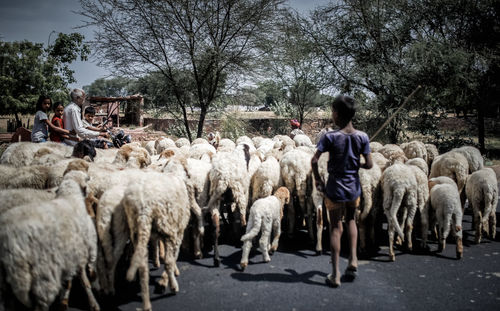 Shepherd with flock of sheep on road