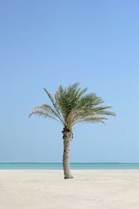 Palm tree at beach against clear blue sky