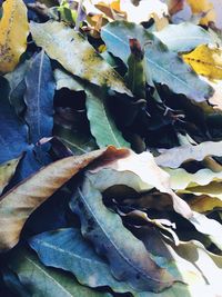 Full frame shot of plants