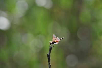 Close-up of grasshopper on plant