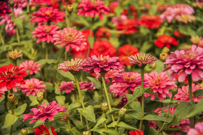 Close-up of pink flowering plants