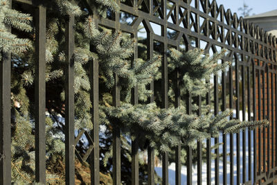 Spruce tree behind fence. wood through lattice. blue spruce on private grounds. steel fence.