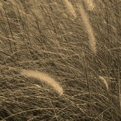 Full frame shot of grassy field