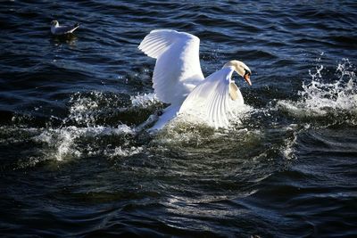 Swans swimming in sea