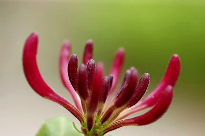 Honysuckle, lonicera serotina selective focus, green grey background