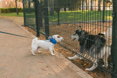 Dogs running on footpath