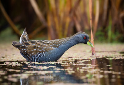 Close-up of bird perching on water