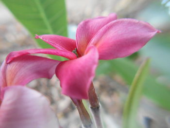 Close-up of pink flower blooming outdoors