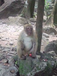 Portrait of monkey sitting on tree