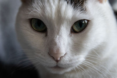 Close-up portrait of a cat