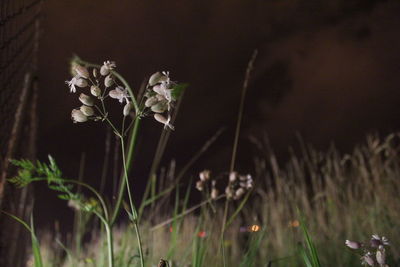 Close-up of flowering plants on field