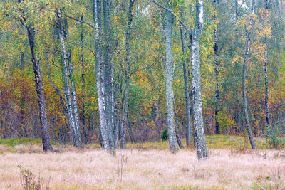 Trees in forest during autumn