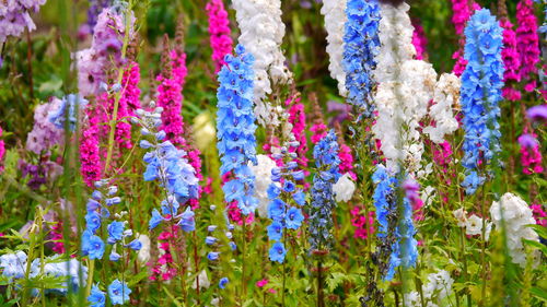 Close-up of purple flowering plants on field