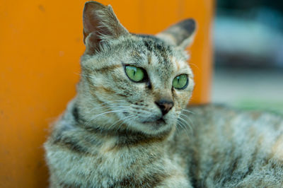 Close-up portrait of a cat