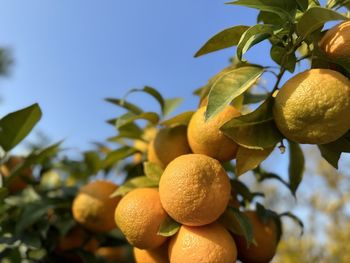 Low angle view of fruits on tree