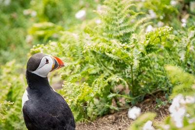 Side view of a bird on land