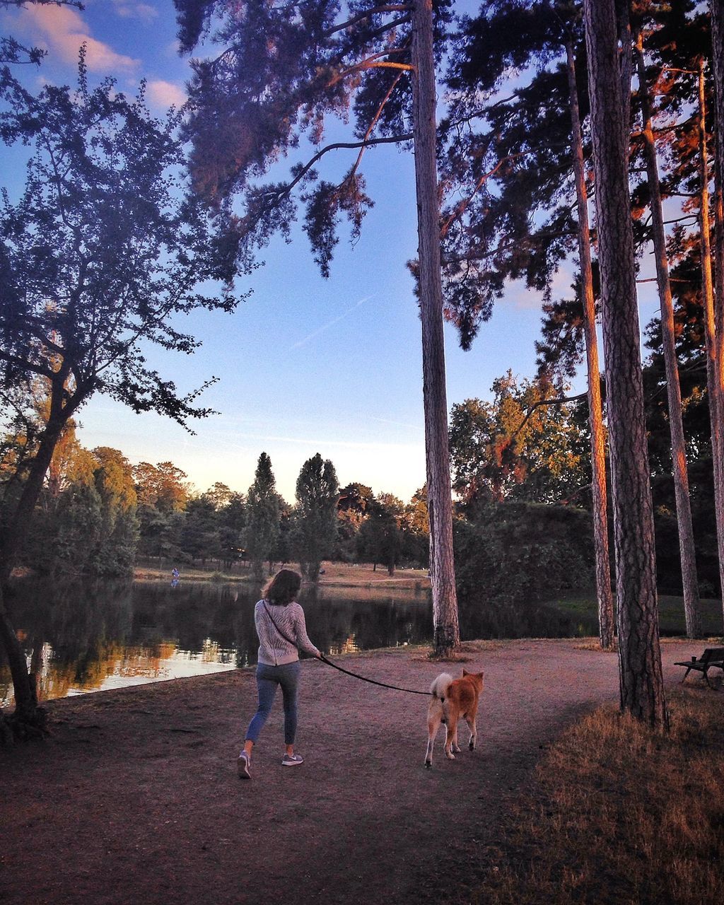 tree, leisure activity, lifestyles, one animal, dog, mammal, full length, domestic animals, pets, park - man made space, pet owner, casual clothing, person, growth, outdoors, day, park bench, in front of