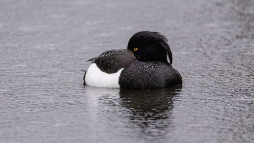 Duck swimming in a lake