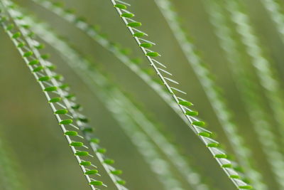 Close-up of plant