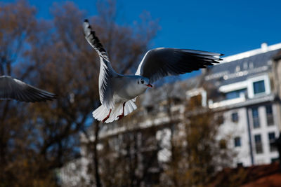 Seagull flying against sky