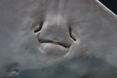 Close-up of stingray in aquarium