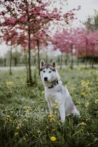 White dog in flower field