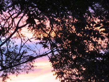 Low angle view of silhouette trees against sky at sunset