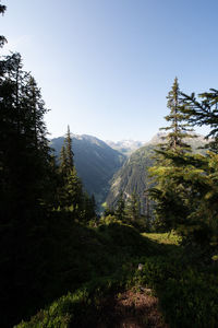 Scenic view of pine trees against clear sky