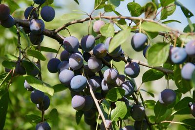 Close-up of berries growing on tree