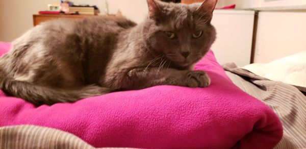 Close-up of a cat lying on bed at home