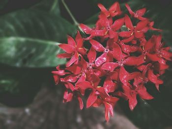 Close-up of red flowers blooming outdoors
