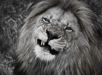 Close-up portrait of lion at forest