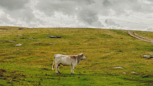 Cow standing on field against sky